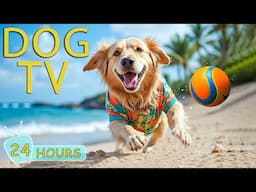 DOG TV: Video with Music to Relax Your Dogs When Home Alone - Best Entertain Music for Dogs