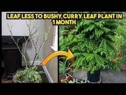 करी पत्ते के पौधे को 1 महीने में जंगाल जैसा घना बनाने का राज़ | Trick to grow bushy curry leave plant