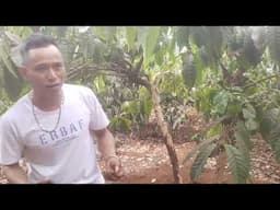Kiếm con ve ve,,