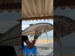 Shark fish Cutting #shortvideo #shark #shorts #shortvideo #fish