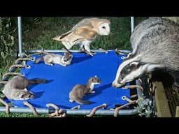 Animals Take Over Kids' Playground | My Story | Robert E Fuller