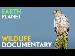 A World of Thorns - Wildlife documentary | Jungle Planet series | Nature Animal Documentary