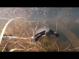 Short Video of a swimming Painted Turtle!!