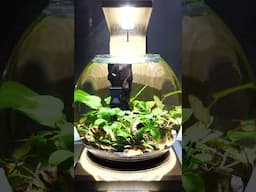 NEW Fluval LIV Microscaping Aquarium Kit 🌿 #shorts