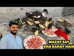 Ducks Kay Babys Ko Ye Diet Ajj First Time Dali | Mazay Say Kha Rahay Hain |