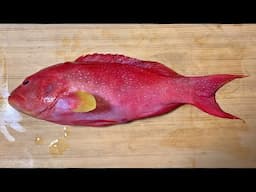 White Edged Coronation Trout