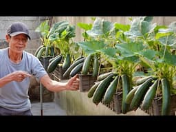 No Fertilizer, No Pesticides–Just This One Trick, Zucchini Grows All Season Long!