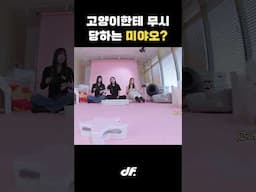 고양이한테 무시당하는 미야오 ㅋㅋㅋ