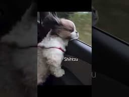 Shihtzu