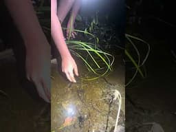 Nelsonito: crocodile hunter