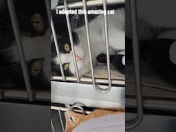 I had to adopt a new cat after Yada passed away