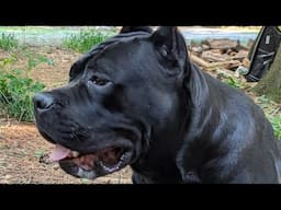 Teaching my Cane Corso to jump in my Polaris Pro XP