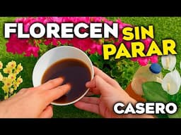 👉🏼 Solo UNA CUCHARADA y tus PLANTAS EXPLOTAN de FLORES 🌺 | Abono Casero que FUNCIONA