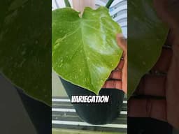 Do you see it ? #thaiconstellation #monstera #monsteraleaf