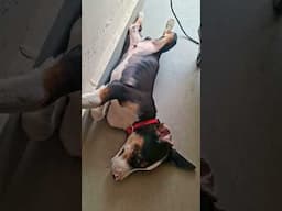 video viral naa ho jaaye #dog #doglove #pluto #streetdog #shorts #viral