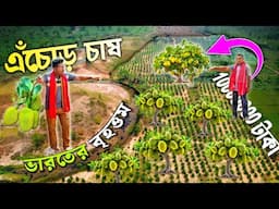 ভারতবর্ষে বৃহত্তম এঁচোড় চাষ | Kanthal Chas | Jackfruit Farm | বারোমাসি কাঁঠাল | All Season Jackfruit