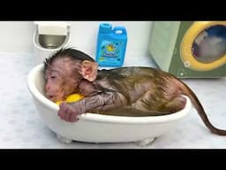 Monkey Baby Chu Chu