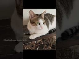 உயிரே வேனும்னாலும் கேளு என் குட்டிய தர மாட்டேன் #shorts #cat #funnycats #trendingshorts #viralshorts