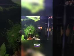 Guppies: Why I Don't Keep This Popular Fish