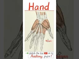 Muscles & Tendons of Hand - Anatomy of Upper Limb (Upper Extremities) - Part 3...#doctor #nurse