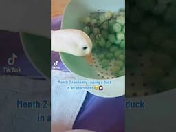 The Duck Finally Got Grapes 🍇 🦆
