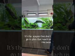 This hobby is an epic learning curve #natureaquarium #aquascape #aquariumgardens #aquascaping #