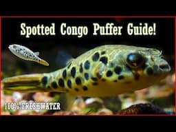 The BEST Freshwater Puffer Fish: The Congo Spotted Puffer