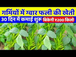 गर्मी में ग्वार की खेती से कमाई 2.5 से 3 लाख? Cluster bean farming in summer | gwar fali ki kheti