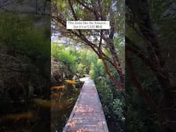 Places to visit in Ajman - Ajman Mangroves , AL ZORAH NATURE RESERVE