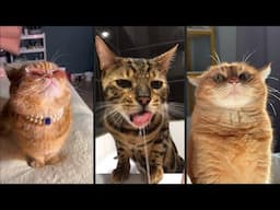 Cute and funny CATS.🐱 And Some Just Interesting Moments.😻Videos🔶 Сompilation # 34🔶