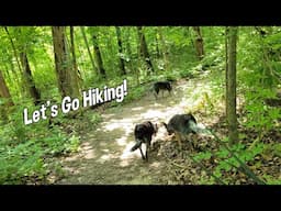Let's Go Hiking ~ Gopro Woes & Happy Puppies ~