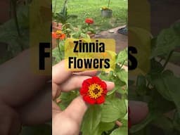 My Zinnias grown from seed are finally blooming! #shorts #zinnias #cutflowers #growingflowers