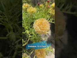 🌸10 O'Clock Flower Magic! Portulaca Blooming in Seconds 🌞 #shortsfeed #gardening