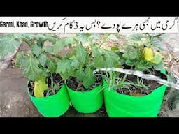 گرمی میں بھی سبزیاں ہری بھری! گروئنگ بیگ + بہترین کھاد + گرمی کا حل