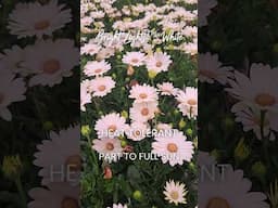☀️ Bright Lights™ African Daisies