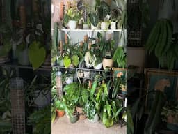 Energy’s low, but I did rearrange my entire office jungle so… balance? 😅 #houseplants #plantshelf