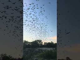 🦇 Bracken Cave Preserve  #texas