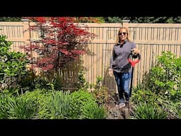 Musical Plants!  Transplanting Sonic Bloom Weigela & Green Tower Boxwood 🪴⚡️🌸