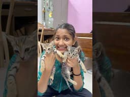 Naye mehmaan ♥️ | Cat rescue 😱 | #shorts #minivlog #cat
