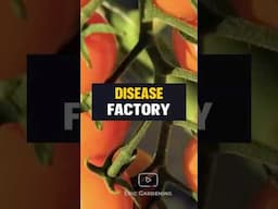 Crowding Your Tomatoes? You're Doing WRONG! #growingtomatoes