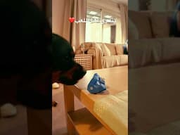 مش بس متربيه لا وكمان بتلم اللعب وراها!😍🐶🎾‎‏‎الفروع: اكتوبر- العبور‎‏‎ لتفاصيل  01205666624
