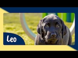 Meet Guide Dog Puppy Trainee Leo - Sponsor Their Journey to Become a Life Changing Guide Dog