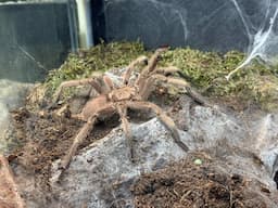 Chilobrachys huahini, Asian Fawn pairing