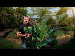 As 7 Plantas Mais Fáceis para Cultivar em Casa Pouca Manutenção!