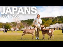 How to have the best day in Nara Japan 奈良公園😍🦌
