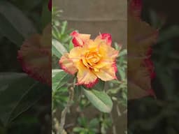 Curta a beleza dessa Rosa do deserto, digita eu quero que mando link #shorts
