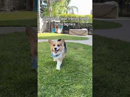 Corgi Training Hard For His Race #corgi #dogs #shorts