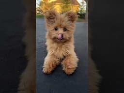 Who would have thought its not a bunny! would this help cheer you up?