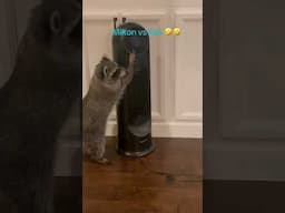 Raccoon Competing with a Fan in a Whimsical Indoor Showdown