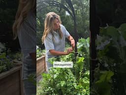 Definitely not a doctor but…when I feel sick the garden is the first place I look🪴#garden #health